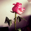 dreamer_91 Napisy