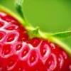 truskawkowo Napisy