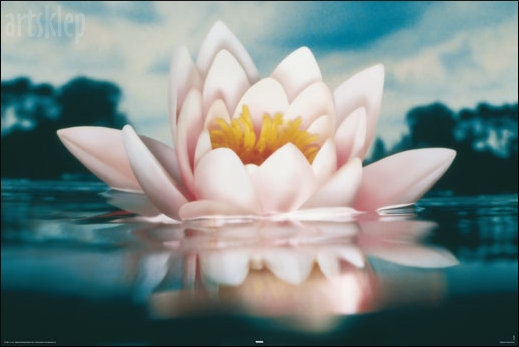 35405_kwiat-lotosu-61x92_766.jpg