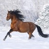 nighthorse Pozbycie się Go z serca ? To tak jakbyś namalowała mi markerem na ścianie serce i kazała zmazać gumką... kiedy słyszę ten bit czuję się idealnie. ♥ tak. : d i n