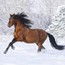 nighthorse