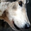 dla_ciebie_wszystko_ Pamiętasz uczucie kiedy widzisz pierwszy promień słońca po długiej zimie? Takie jest jego spojrzenie. A wiesz jak wygląda kawałek błękitnego nieba w deszczowy p