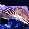 cuttlefish czasami marzenia o księciu może przekreślić romans ze stajennym ania dąbrowska Chciałabym być z Nim tak blisko żeby nie móc rozróżnić gdzie kończy się Jego skór